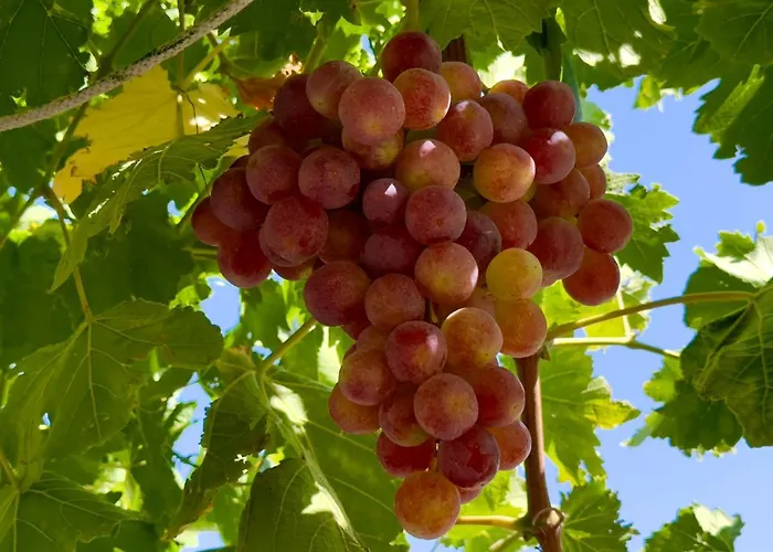 Cosy Piano Village In * Pachna