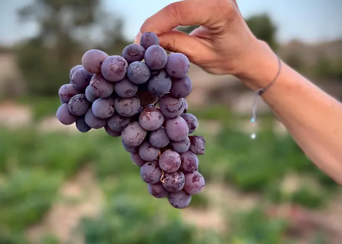 Дом отдыха Cosy Piano Village In Pachna