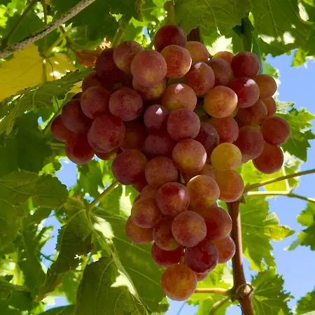 Cosy Piano Village In * Pachna