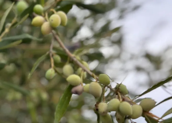 Feriehus Cosy Piano Village In *